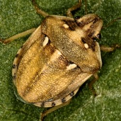 Derula flavoguttata